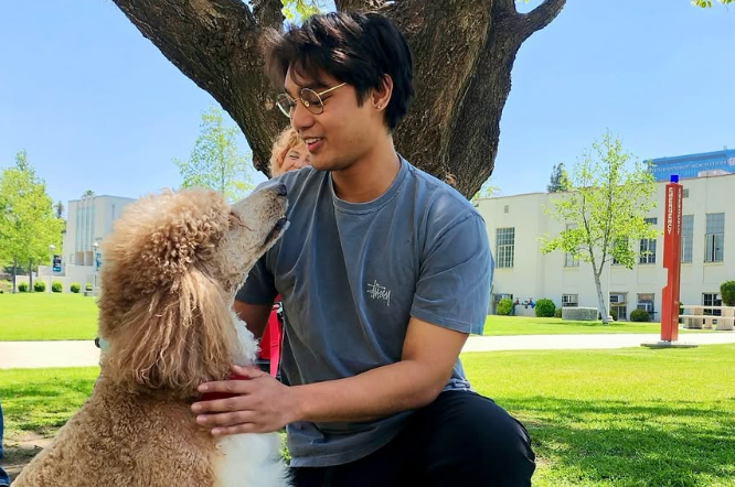 Therapy Dogs