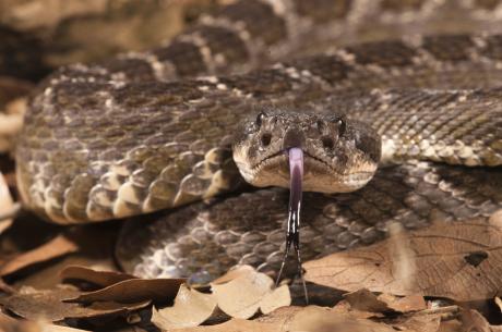 Study: Rattlesnakes on Catalina Island display increased defensiveness
